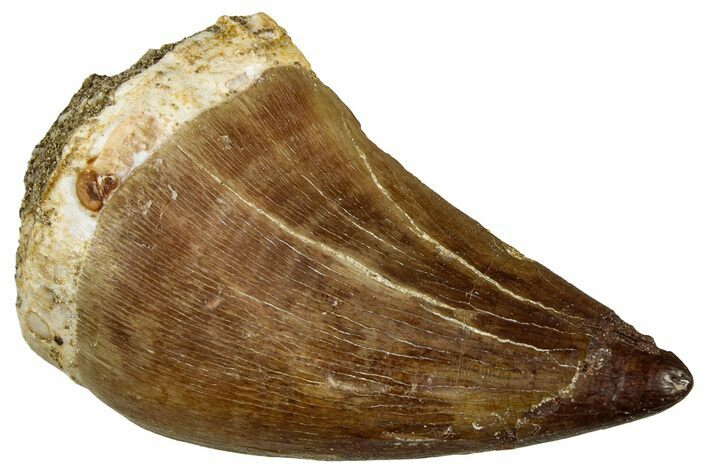 Fossil Mosasaur (Thalassotitan) Tooth - Morocco #330246